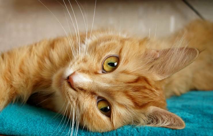 Gatos simples de manejar
