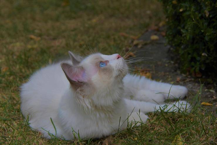 El gato descansa en el jardín.