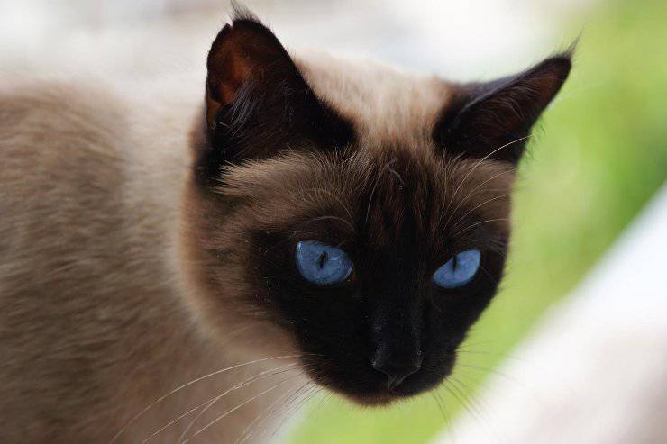 Gatito curioso al aire libre