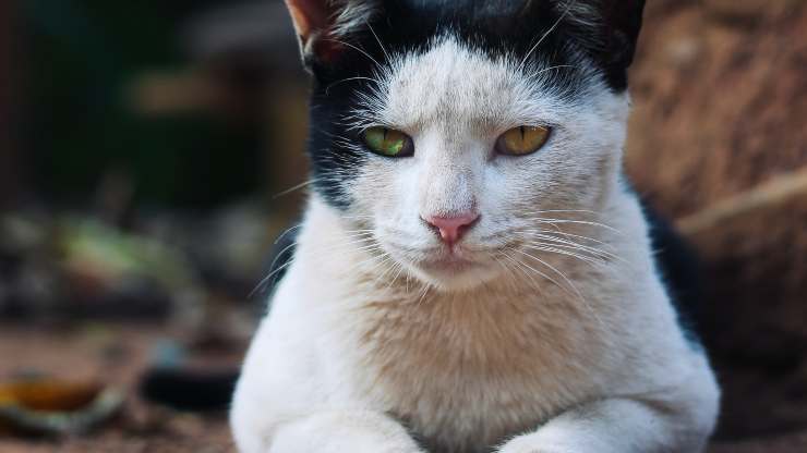 gato enfermo