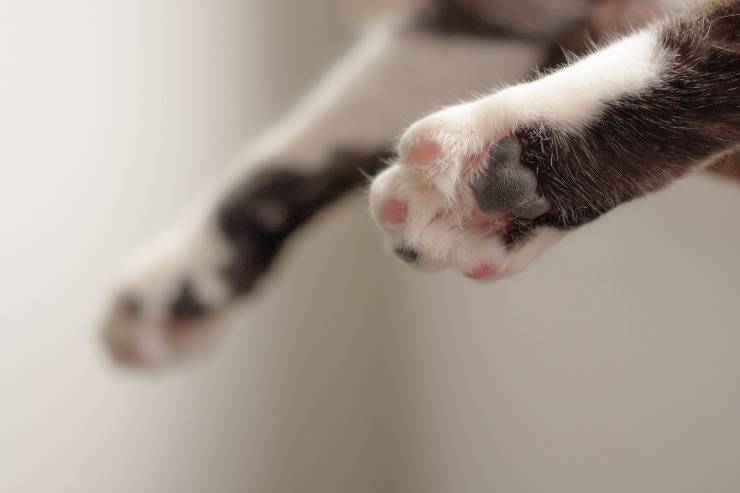 Las patas del felino