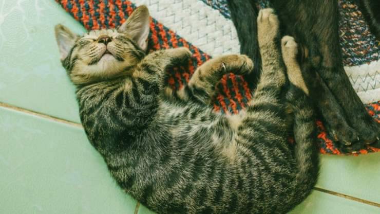 gato ronronea en su sueño
