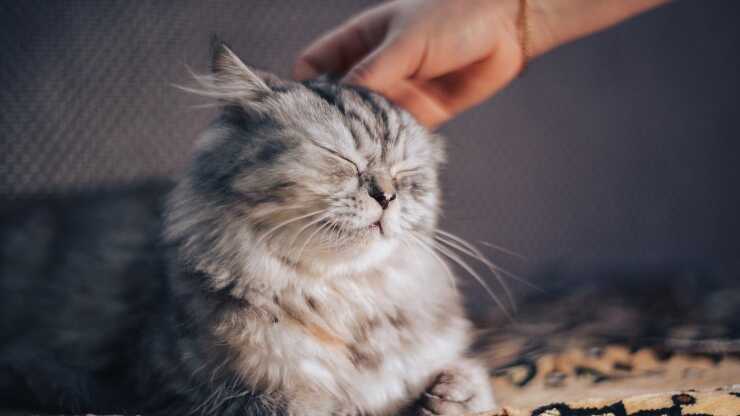 Guardería o cuidador de gatos