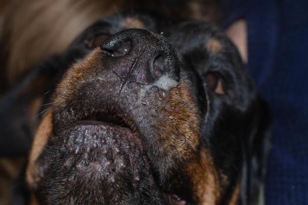 Mi perro tiene mucosidad y respira mal: causas y tratamiento - Rinitis infecciosa
