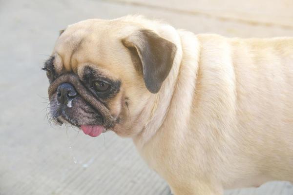 Mi Perro Tiene Mucosidad Y Respira Mal: Causas Y Tratamiento - Problemas Dentales