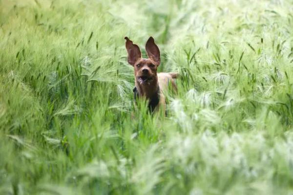 Mi perro tiene mucosidad y respira mal: causas y tratamiento - Cuerpos extraños