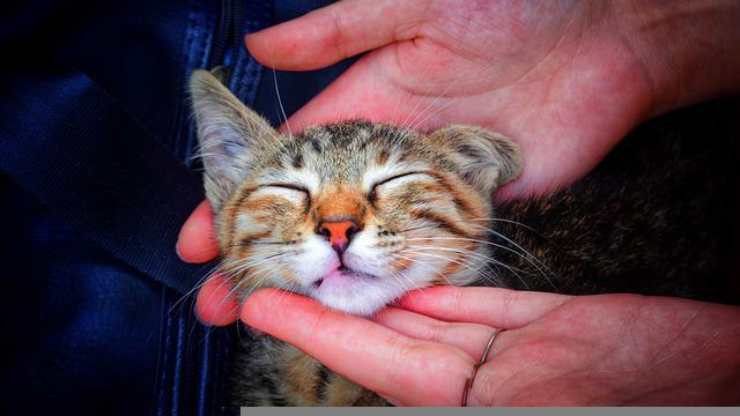 ¿Por qué el gato cierra los ojos cuando lo acaricio?