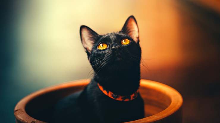 gato con collar