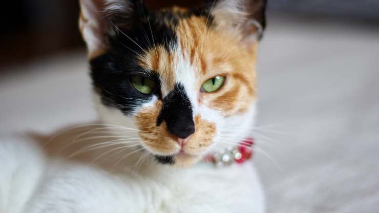 gato nervioso