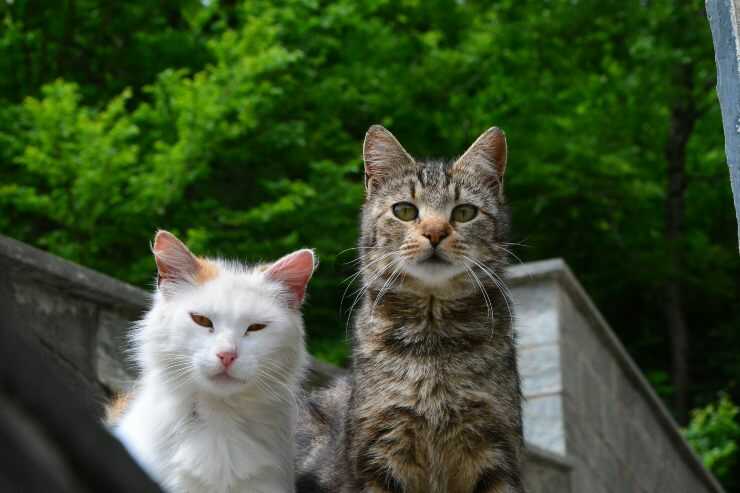 colonias de gatos Colonias de felinos en la provincia autónoma de Bolzano