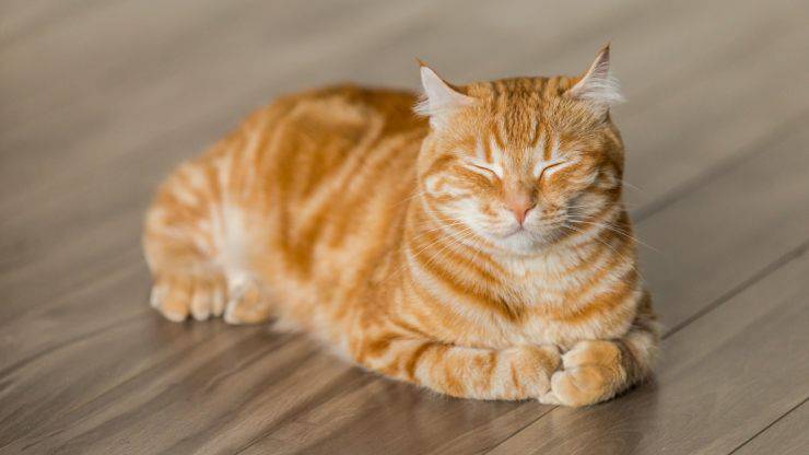 gato ladrón de zapatos