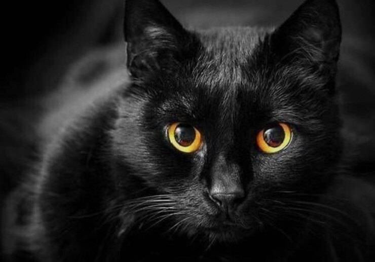 Gatto nero (Pantalla Pinterest)