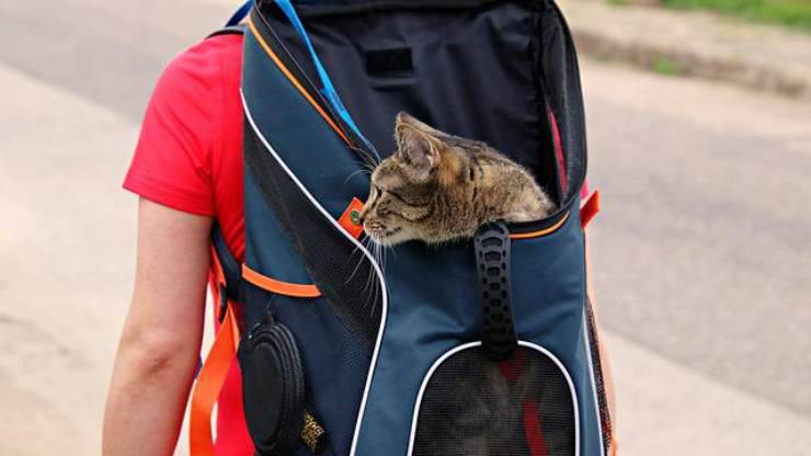 gato en mochila
