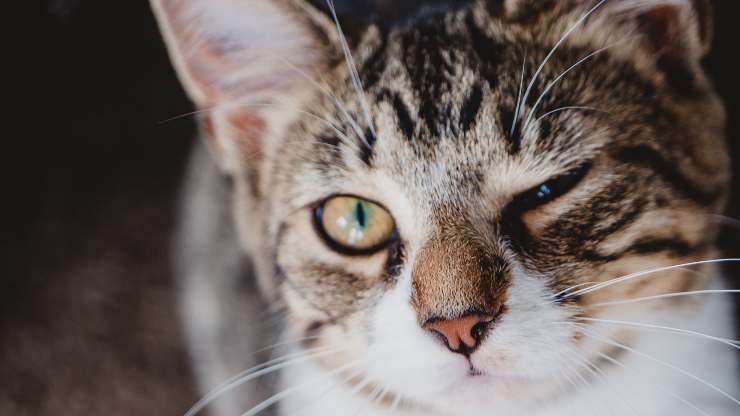 guiño de gato