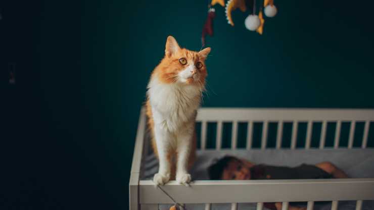 gato en la cuna