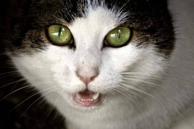 gatita tiene miedo