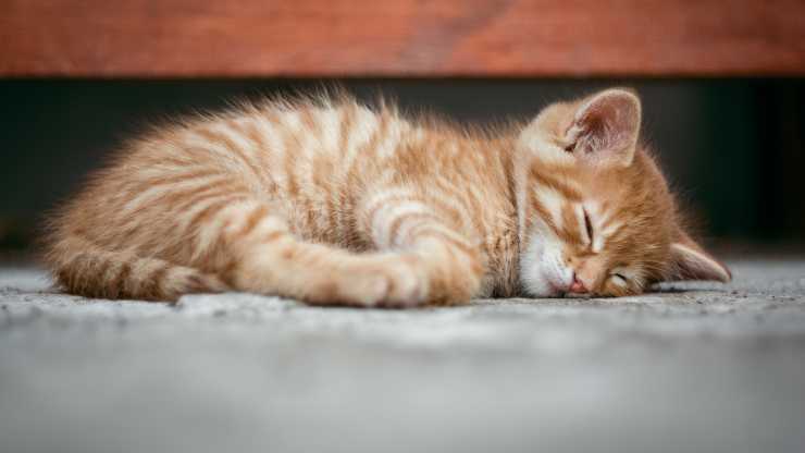 gato enfermo