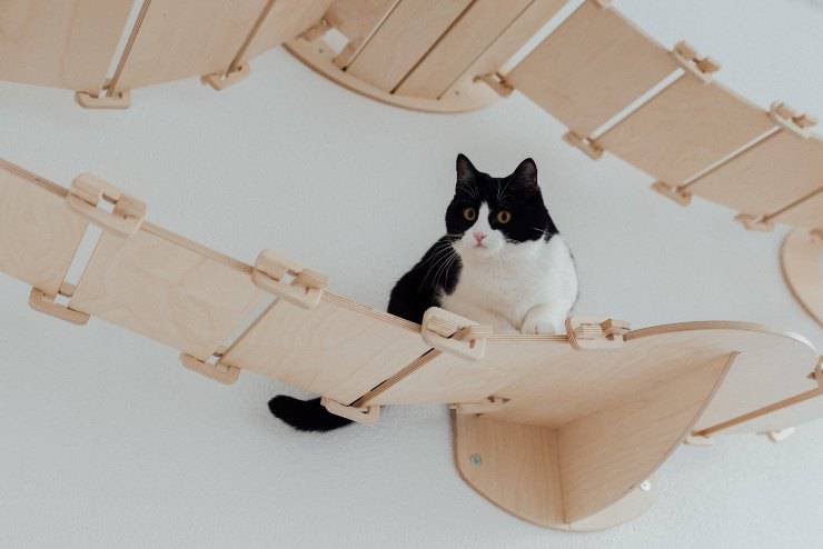 Razas de gatos que aman las alturas
