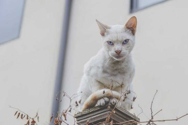 Gatitos que aman las alturas