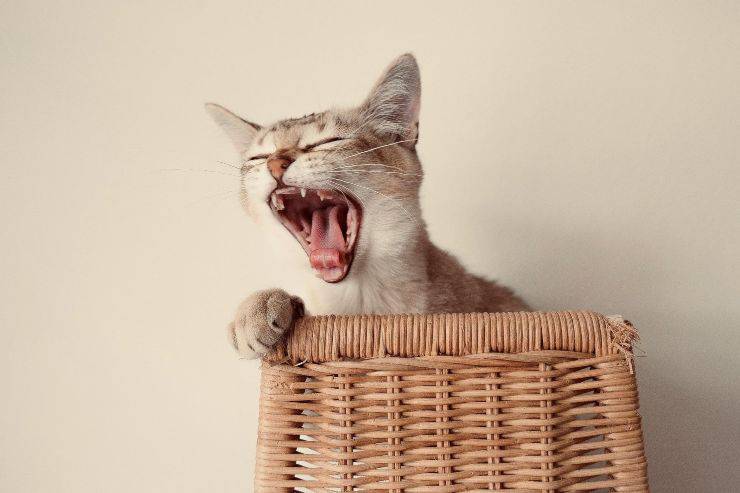 Kitty sube