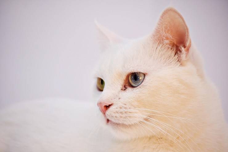 el gato es pensativo
