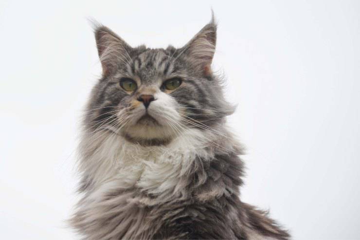 gato mira hacia abajo
