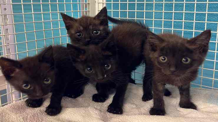 gatos abandonados y rescatados (Foto Pixabay)