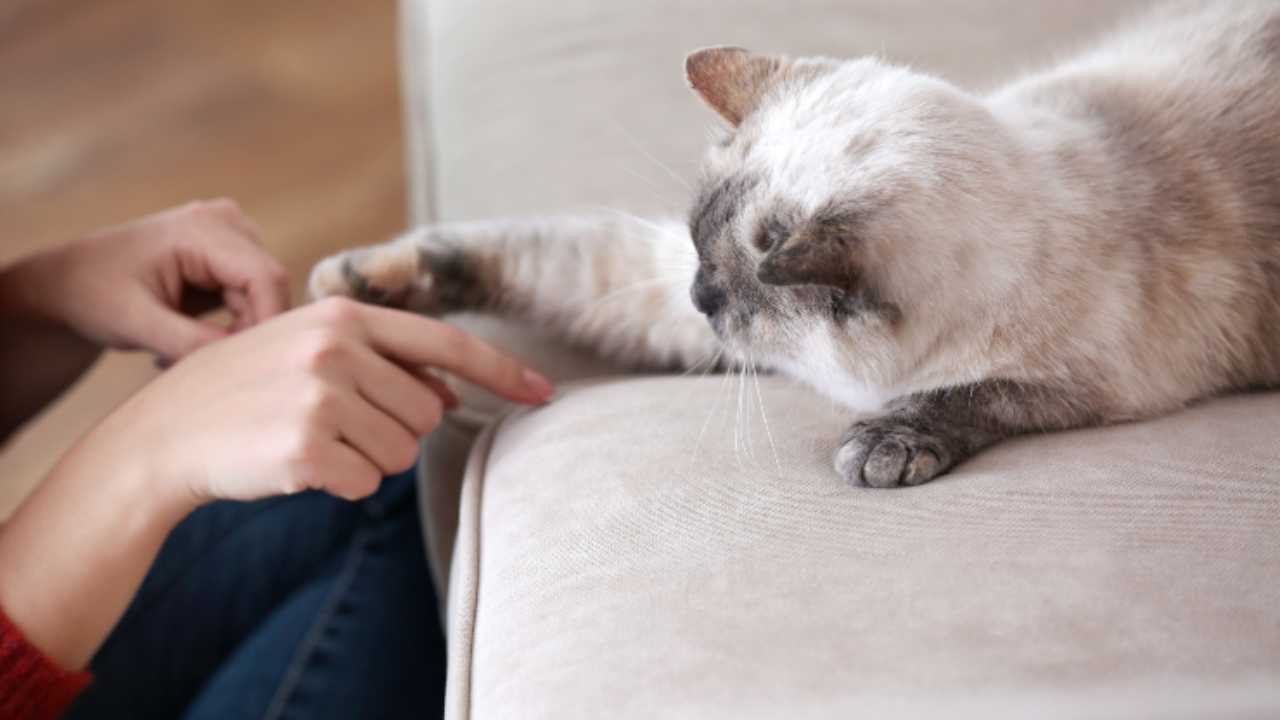 El gato toca con la pata: esto es lo que nos quiere contar Micio - Vida