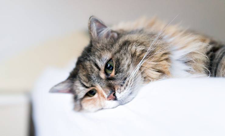 gato enfermo
