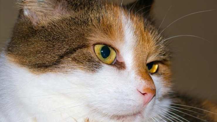 ojos de gato