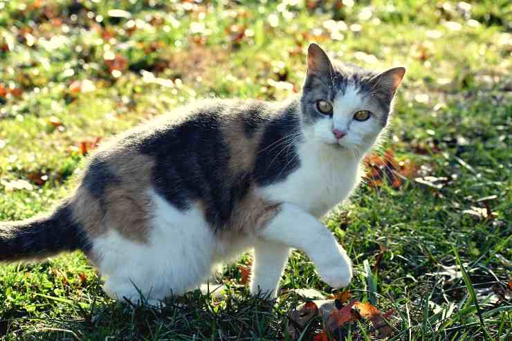 El comportamiento del gato.