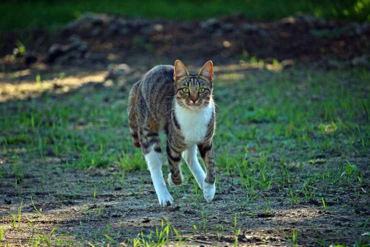 El felino corre en la naturaleza