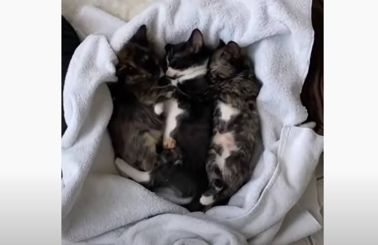 felinos recién nacidos rescatados por voluntarios
