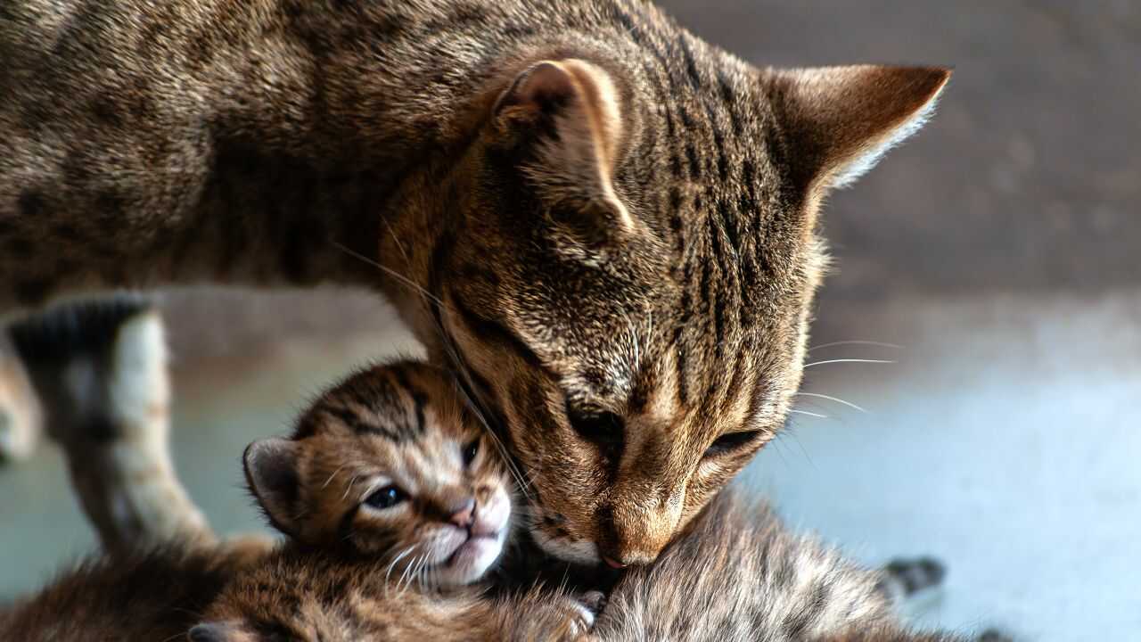 Cuándo Se Puede Separar A Los Gatitos De Su Madre Lo Que Establece La