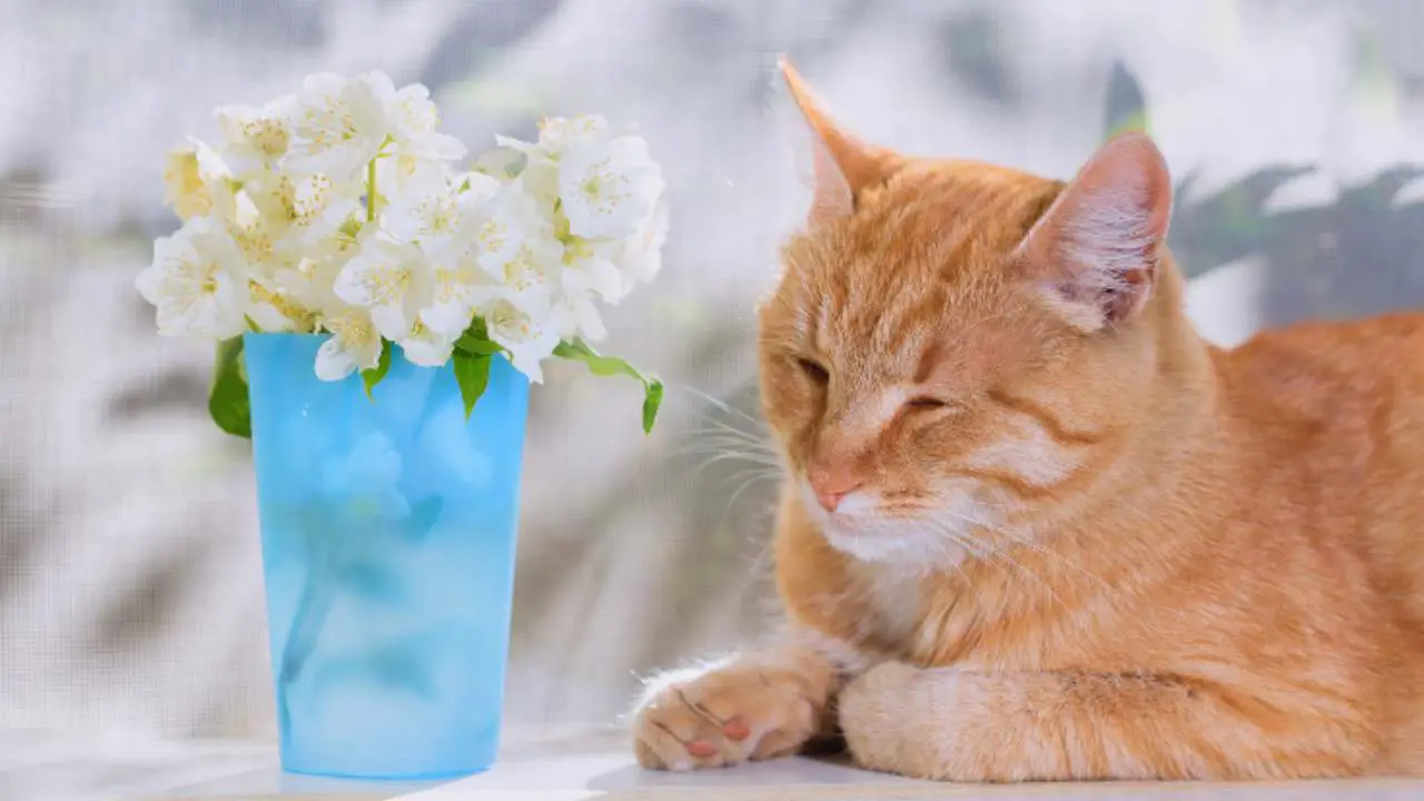 Jazmín peligroso para los gatos: qué tener en cuenta - Vida con Mascotas ▷➡️