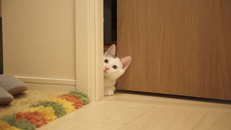 gato de puerta abierta
