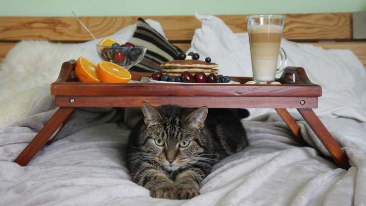 gato de vacaciones