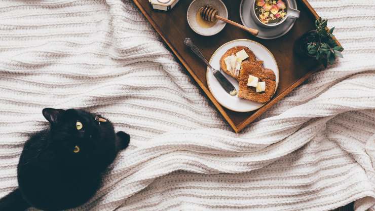 gato de vacaciones