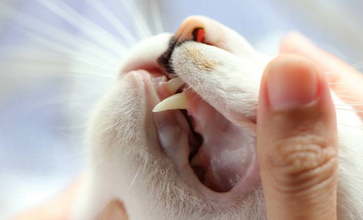 encías de gato