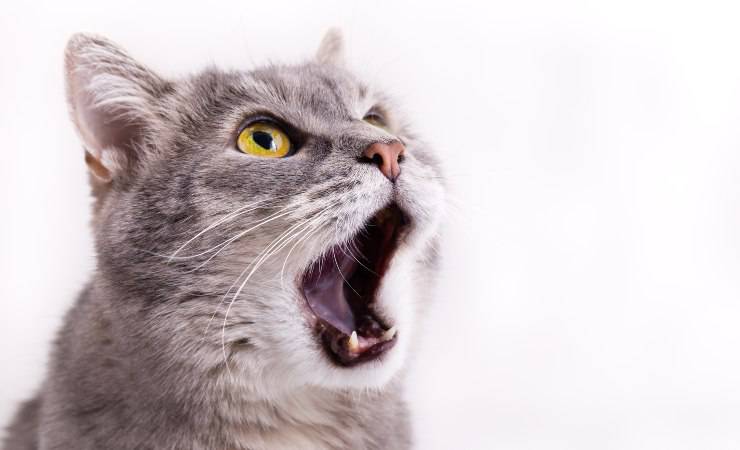 gato en el veterinario