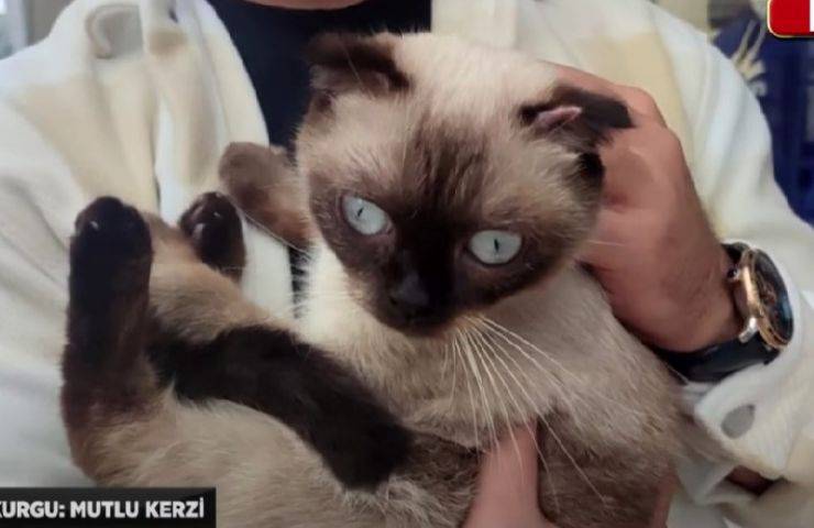 gato se cae por la ventana
