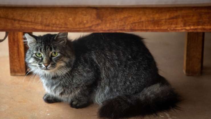 gato de estrés