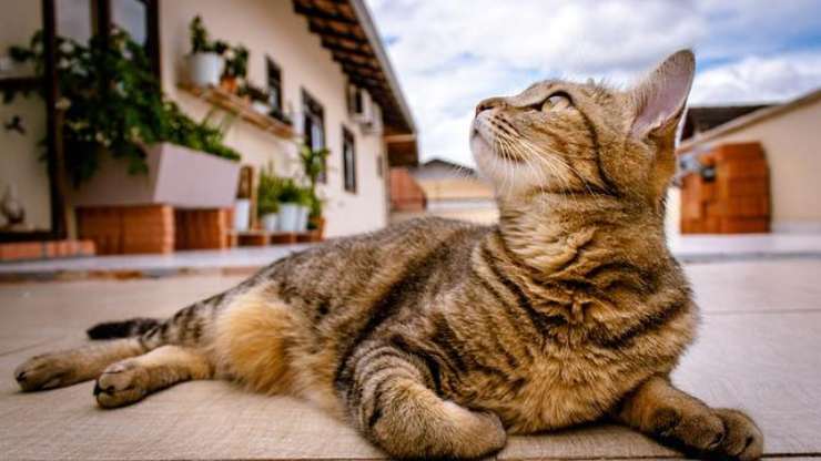 gato al aire libre