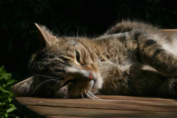 Enfermedad en el felino