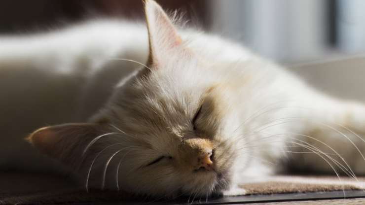 gato mentiroso