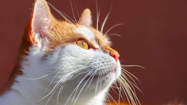 gato al sol