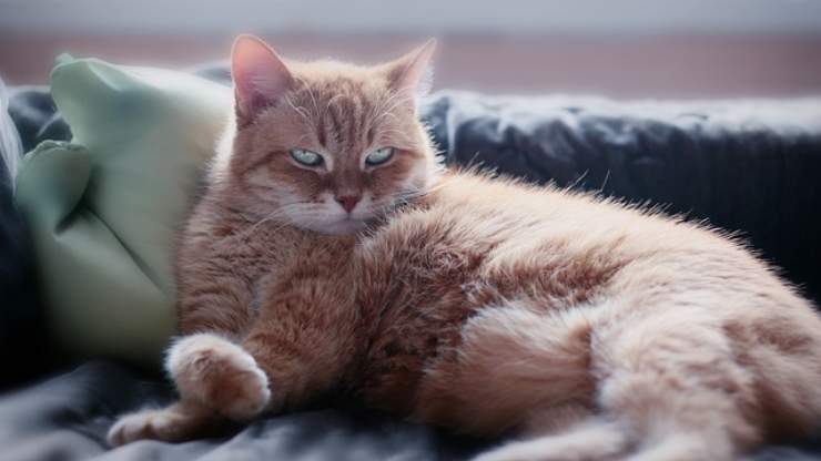 gato en el sofá
