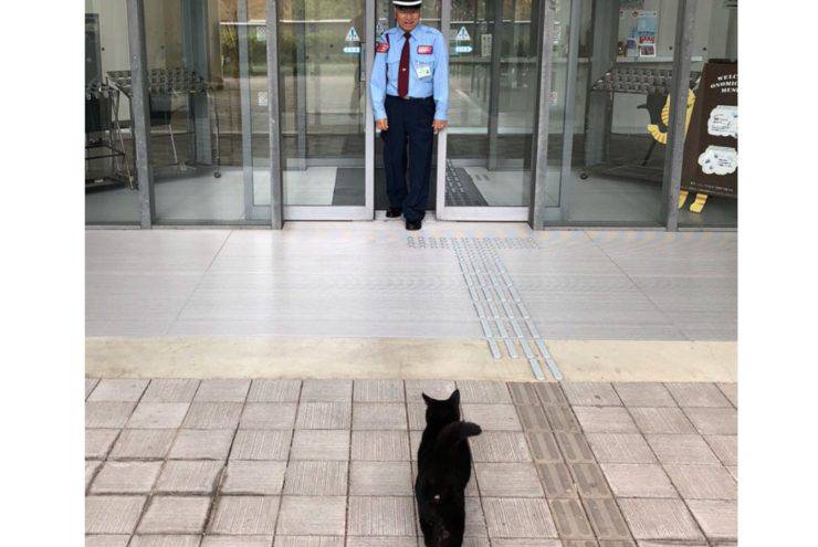 los gatos intentan entrar al museo