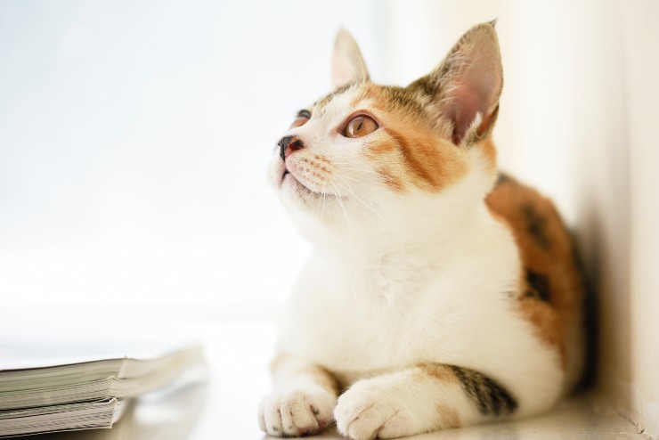 Los nombres equivocados para el felino