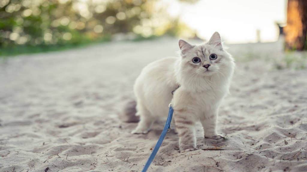 En la playa con el gato lo que es importante saber para el felino